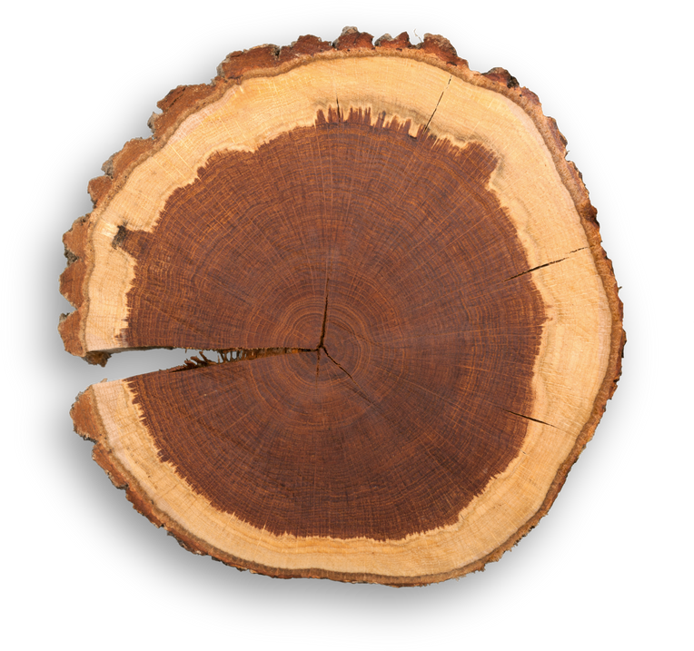 Log Cross Section